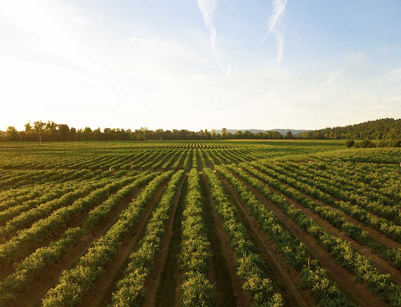 بیمه کشاورزی