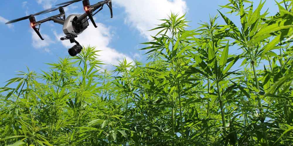 شناسایی مزرعه ماریجوانا با استفاده از پهپاد